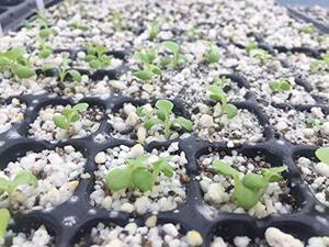 Durevole animale domestico 60g 48 54 60 70 cellule 100 comoda cura delle piante a nido d'ape vivaio vassoio per piantare vassoi - Product Image 6