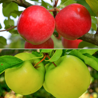 Professionelles AROMA-AROMASTOFF 100% Doppel-Apfel-Essenz Geschmacksflüssigkeit Lebensmittelqualität Rohstoffe für Bubble Gum Probenprüfung