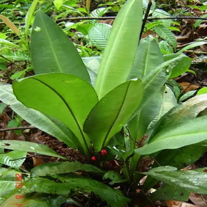 สารสกัดจาก <span class=keywords><strong>labisia</strong></span> ผง kacip Fatimah - Product Image 2