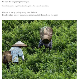 Fabricante de Té Chino Personaliza <span class=keywords><strong>el</strong></span> Té <span class=keywords><strong>Verde</strong></span> <span class=keywords><strong>para</strong></span> Bajar de Peso, Té de Longevidad de Zhangjiajie - Product Image 1