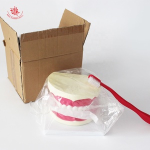 Dạy kèm cho trẻ em trong việc đánh răng mô hình Nha Khoa Tài Nguyên giảng dạy mô hình răng nha khoa phóng to 6x - Product Image 2