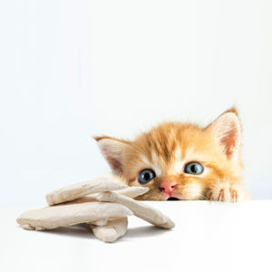 Directo de fábrica, gran oferta, filete de pollo orgánico liofilizado, pechuga de gato, materias primas naturales, sin aditivos, seguro para alimentos - Product Image 5