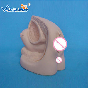 อวัยวะเพศหญิงภายในและภายนอกขั้นสูง - Product Image 2