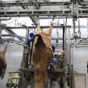 Equipo de Matanza <span class=keywords><strong>para</strong></span> Ganado <span class=keywords><strong>Bovino</strong></span> Halal: Desollado, Procesamiento de <span class=keywords><strong>Carne</strong></span> y Matanza en Mataderos - Product Image 1