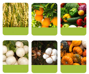 Lambda-cyhalothrin Phoxim 21% EC, Pesticida <span class=keywords><strong>Insecticida</strong></span> para la Salud Pública, Contra Moscas, <span class=keywords><strong>Mosquitos</strong></span>, Cucarachas y Pulgas - Product Image 2