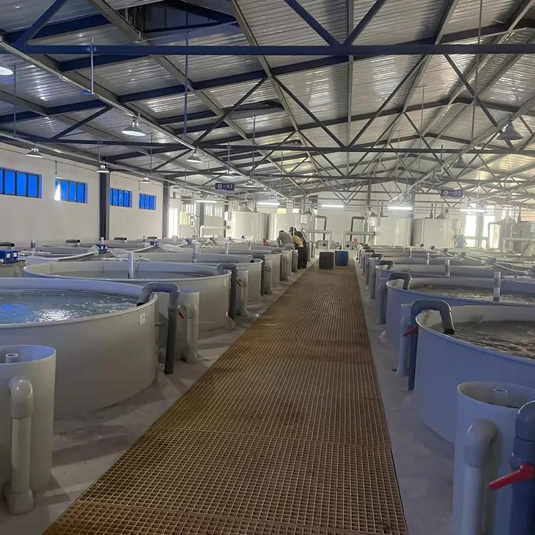Indoor White-leg Shrimp Larva Farming RAS Aquaculture Vannamei Farm System