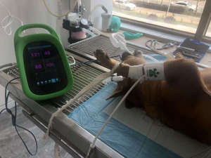 Tensiomètre Starrymed SVET5 pour chiens et chats - Utilisation vétérinaire, écran tactile portable, modèle 2026 le plus récent - Product Image 5
