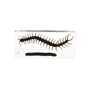 Prodotto di scienza medica modello millepiedi e Horseland - Product Image 2