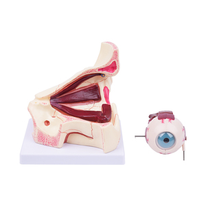 Modelo de Anatomía del Ojo Humano TB-02, Modelo de Enseñanza Médica para Oftalmología y Optometría - Product Image 6