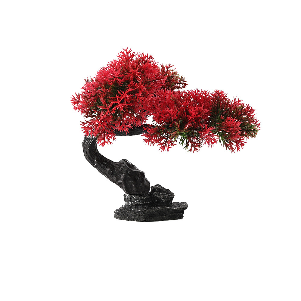 Single Cliff Cypress Pine Big Red