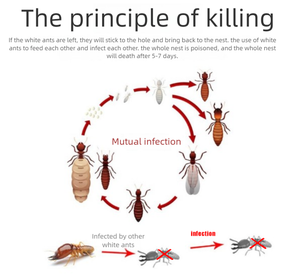 Dispositivo Eficiente para la Eliminación de <span class=keywords><strong>Termitas</strong></span> con Bloques de Madera Subterráneos y Estacas de Monitoreo, Producto para el Control de Plagas - Product Image 2