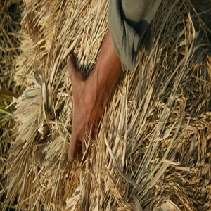 ฟางข้าวธรรมชาติพรีเมียม |   วัสดุปูพื้นและวัสดุรองนอนสำหรับปศุสัตว์แบบออร์แกนิกและเป็นมิตรกับสิ่งแวดล้อม - Product Image 4