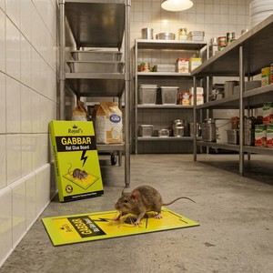 Mustrap Absolute-Catch Plaque <span class=keywords><strong>collante</strong></span> <span class=keywords><strong>pour</strong></span> <span class=keywords><strong>souris</strong></span> et rats à haute adhérence <span class=keywords><strong>pour</strong></span> une gestion précise des rongeurs - Product Image 6