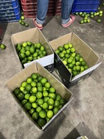 Citron vert et lime sans pépins frais 2022, qualité export vietnamienne de catégorie A, prix de gros abordable - WS 0084 989 322 607