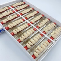 Dents de prothèse antérieure en acrylique 2 couches disponibles OEM