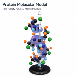 Modelo de Estructura de Proteína, Biología <span class=keywords><strong>Molecular</strong></span>, Modelo de Síntesis de Proteínas, Modelo Anatómico 3D para Educación <span class=keywords><strong>en</strong></span> Ciencias Médicas - Product Image 1