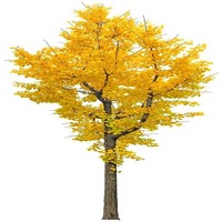 Arbre artificiel de Ginkgo personnalisé, Arbre artificiel Ginkgo Souhait, Arbre stylisé décoratif pour l'affichage en centre commercial, la décoration de salon et de maison