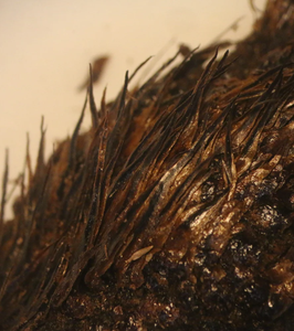 Prix les plus bas TL-Graisse pour roulement de roue (spéciale à base de sodium) Graisse pour roulement haute performance de couleur noire à vendre - Product Image 2