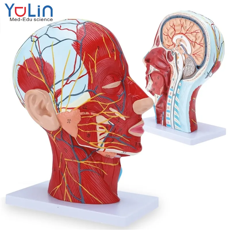 Insan kafası anatomik modeli yaşam boyutu burun boşluğu boğaz beyin anatomisi bilim sınıf çalışma ekran Model beyin