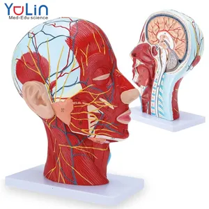 Анатомическая модель человеческой головы, носовая полость в натуральную величину, анатомия мозга в научном классе, демонстрационная модель для обучения