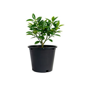 Vasi per Piante in Plastica PP Ecologica da 3 Galloni, Drenanti, per Ortaggi, Pomodori, Piccoli Alberi, Uso Domestico e da Giardino, Vendita all'Ingrosso - Product Image 4