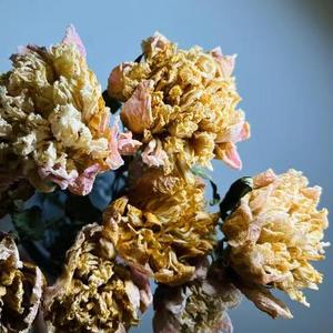 Ramo de Flores Secas de Peonía Moutan Natural Preservada de Fábrica de Yunnan para Decoración Boho de San Valentín, Bodas, Hogar y Navidad - Product Image 5