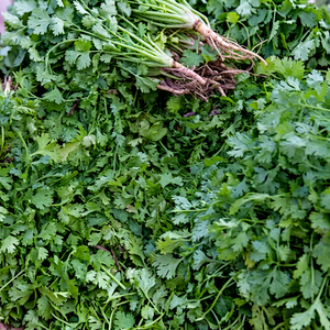 Semillas de Cilantro Indio de Alto Aroma, 100% Naturales, Nueva Cosecha, Calidad Premium para Exportación, Gujarat, 12 Meses de Vida Útil - Product Image 1