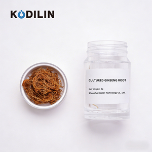 Kodilin Reine Pflanzliche Quelle Nicht-reizende 100g Labor-Immunstärkende Frische <span class=keywords><strong>Ginseng</strong></span>-Wurzeln - Product Image 1