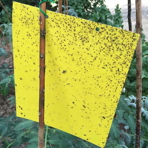 Piège à mouches en papier <span class=keywords><strong>collant</strong></span> de haute qualité, écologique, prix de gros du fabricant chinois - Product Image 1