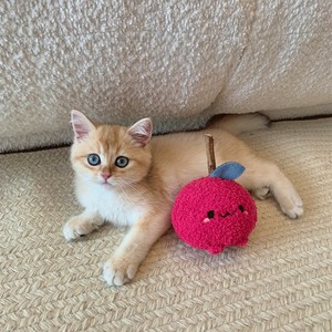 High Quality Pet <b>Cat</b> Toys for Pets Cartoon Fruit Silvervine Chew Stick Toy for Kitten <b>Cat</b> Teasing <b>Plush</b> Toy Pet <b>Cat</b> Supplies - Product Image 3