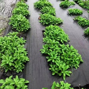 Prix de gros Bâche noire 4x6 <span class=keywords><strong>pour</strong></span> l'agriculture Tapis de bâche tissé en plastique <span class=keywords><strong>pour</strong></span> mauvaises <span class=keywords><strong>herbes</strong></span> - Product Image 2