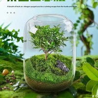 Terrarium en verre Art Déco en gros avec culture hydroponique, design transparent pour la décoration intérieure de la maison et du bureau, aquariums