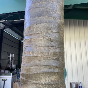 Sản Phẩm Mới Chất Lượng Cao Nhân Tạo Lớn UV Cây Cọ Dừa Ngoài Trời Cây Cọ Trang Phục Cây Cọ Dừa Trang Trí Sân Vườn - Product Image 4