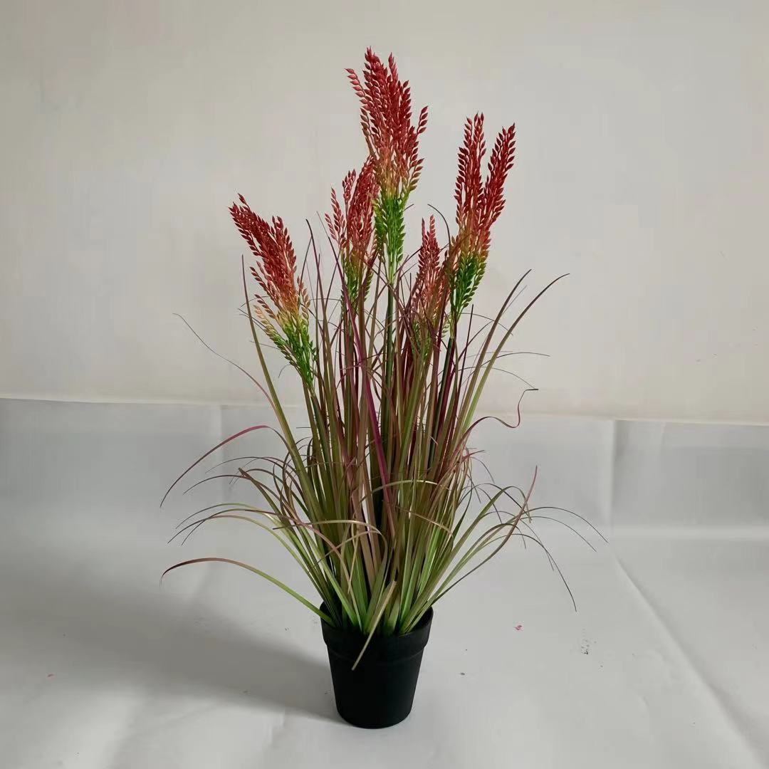 75 cm risaia rosa 5 teste
