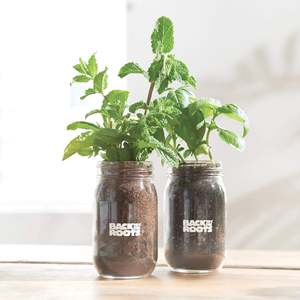 Jardin d'herbes aromatiques en pot Mason pour cuisine par Ayesha Curry - <span class=keywords><strong>Basilic</strong></span> et menthe biologiques pour usage intérieur - Product Image 5