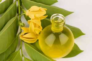 Natural Ylang Ylang <b>Essential</b> <b>Oil</b> for <b>Diffuser</b> and Cosmetic Manufacturing High Quality Steam Distilled <b>Oil</b> for Personal Care - Product Image 3