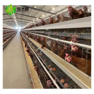 Hot Dip Galvanize Steel Big A Type Poultry Farm Equipment Battery Layer Automatic Chicken Cage With Egg Laying System