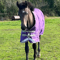 Nouvelle arrivée : couverture d'hiver pour cheval, respirante, avec col en fourrure, imperméable, en polyester.