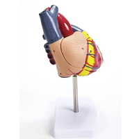 Modèle anatomique humain en PVC de haute qualité de dissection cardiaque