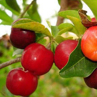 Anthocyanes de cerise aiguille 100 % naturelles ; Extrait de cerise aiguille avec anthocyanes >10%-25%