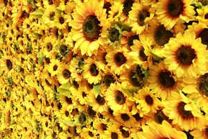 Panel de Flores Artificiales de Girasol 3D 5D de Lujo, Tela de Seda, Fondo de Pared para Bodas, Fondo de Flores y Plantas, 8 pies x 8 pies - Product Image 6