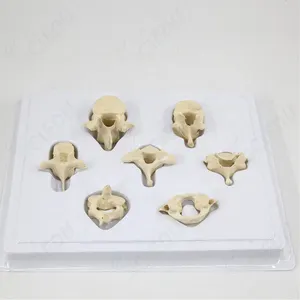 Teaching Resource Anatomical Human Skeleton Vertebra Model Anatomy Model Vertebrae Educational Lumbar Vertebra Skeleton Model