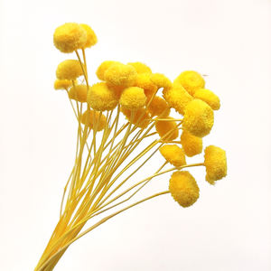 Fleurs séchées décoratives à bas prix, vente en gros, uk mini, vrai petit bouton naturel, fleurs séchées pour la décoration - Product Image 5