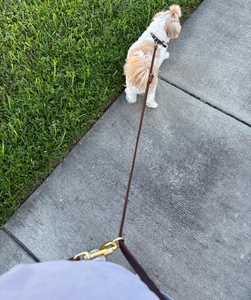 Couleur personnalisée impression personnalisée 6 en 1 8ft mains libres en cuir véritable chien laisse ensemble avec double bandoulière de haute qualité - Product Image 5