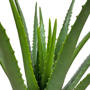 Factory Wholesale 47cm Artificial Green Bonsai <strong>Plant</strong> Artificial Aloe Vera Leaves <strong>Plant</strong> for Home Garden Decoration - Product Image 3