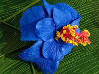 Hibiscus – Tiare en mousse Eva KN-hf075s pour cheveux, fleurs hawaïennes, pour Hula Girl, soirée dansante, guirlande florale quotidienne, nouvelle couche