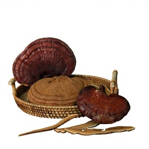 Cogumelo <span class=keywords><strong>Reishi</strong></span> Vermelho Inteiro da Montanha Changbai. Ganoderma Lucidum Seco, Direto da Fábrica, OEM Disponível para Marcas de Ervas - Product Image 3