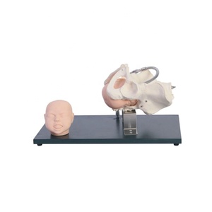 Modelo <span class=keywords><strong>de</strong></span> <span class=keywords><strong>enseñanza</strong></span> <span class=keywords><strong>de</strong></span> <span class=keywords><strong>ciencias</strong></span> médicas <span class=keywords><strong>de</strong></span> la pelvis femenina con cráneo <span class=keywords><strong>de</strong></span> cabeza fetal - Product Image 1