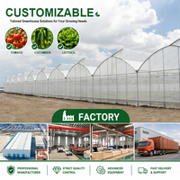 Structure de serre multi-travées en film PE de qualité professionnelle pour la culture de tomates à haut rendement