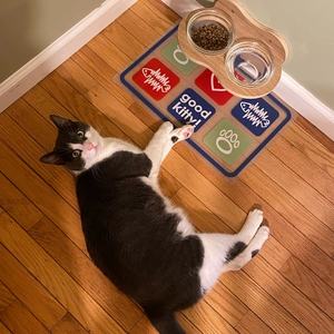 Tempat Makan Hewan Peliharaan Dinding dengan Logo Kustom, Mangkuk Kayu dengan 2 Mangkuk Kaca untuk Kucing Anjing - Product Image 2